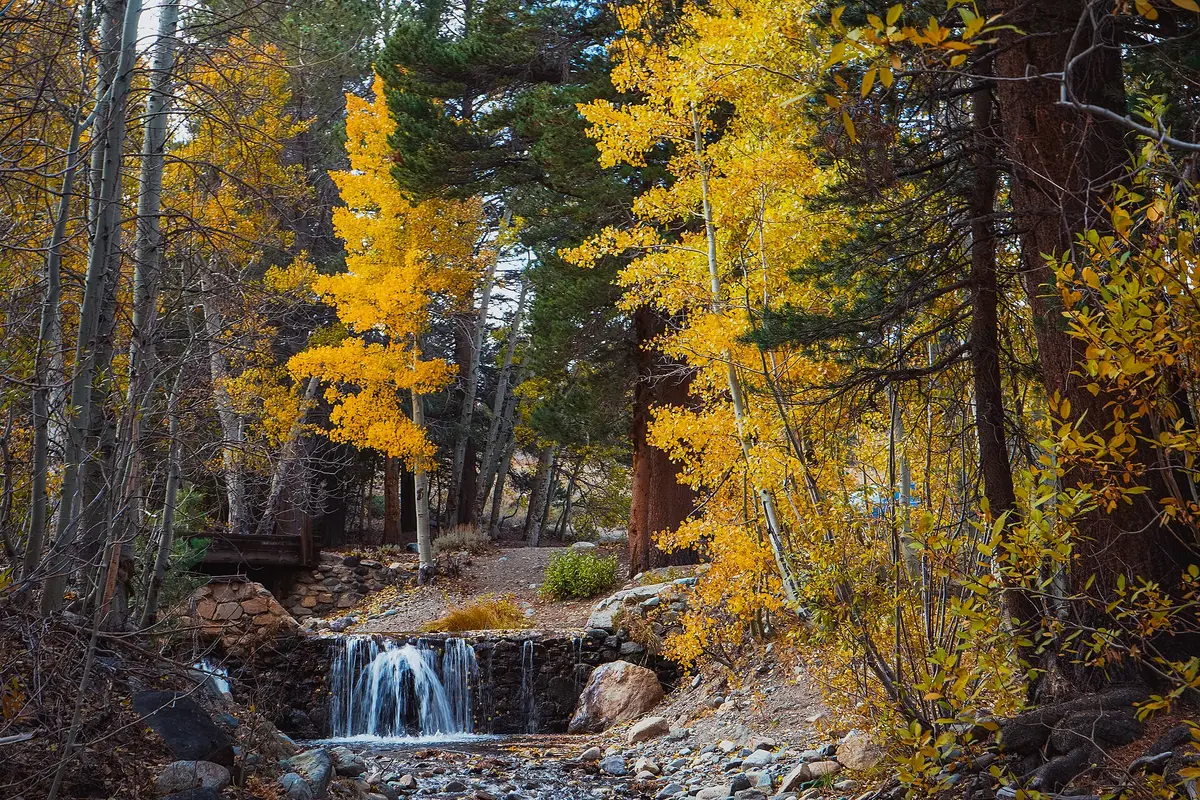 Fall Colors, Bodie Hills Wilderness Studdy Area - 51627869182 – Aufnahme in der Umgebung von Dry Hill Ski Area