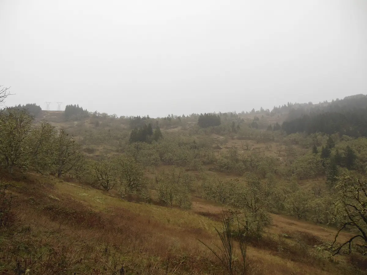 Mount Pisgah in rain – Aufnahme in der Umgebung von Mount Pisgah Ski Center