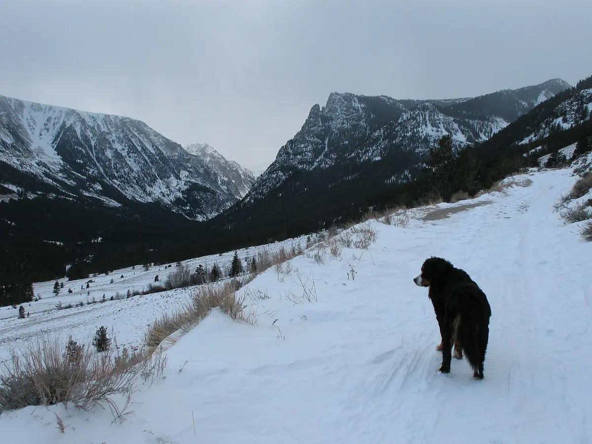 Beartooth Highway - Lone Dog on a Cross-Country Ski Trail - NARA - 7717228 – Aufnahme in der Umgebung von Cross Country Ski Headquarters Trails