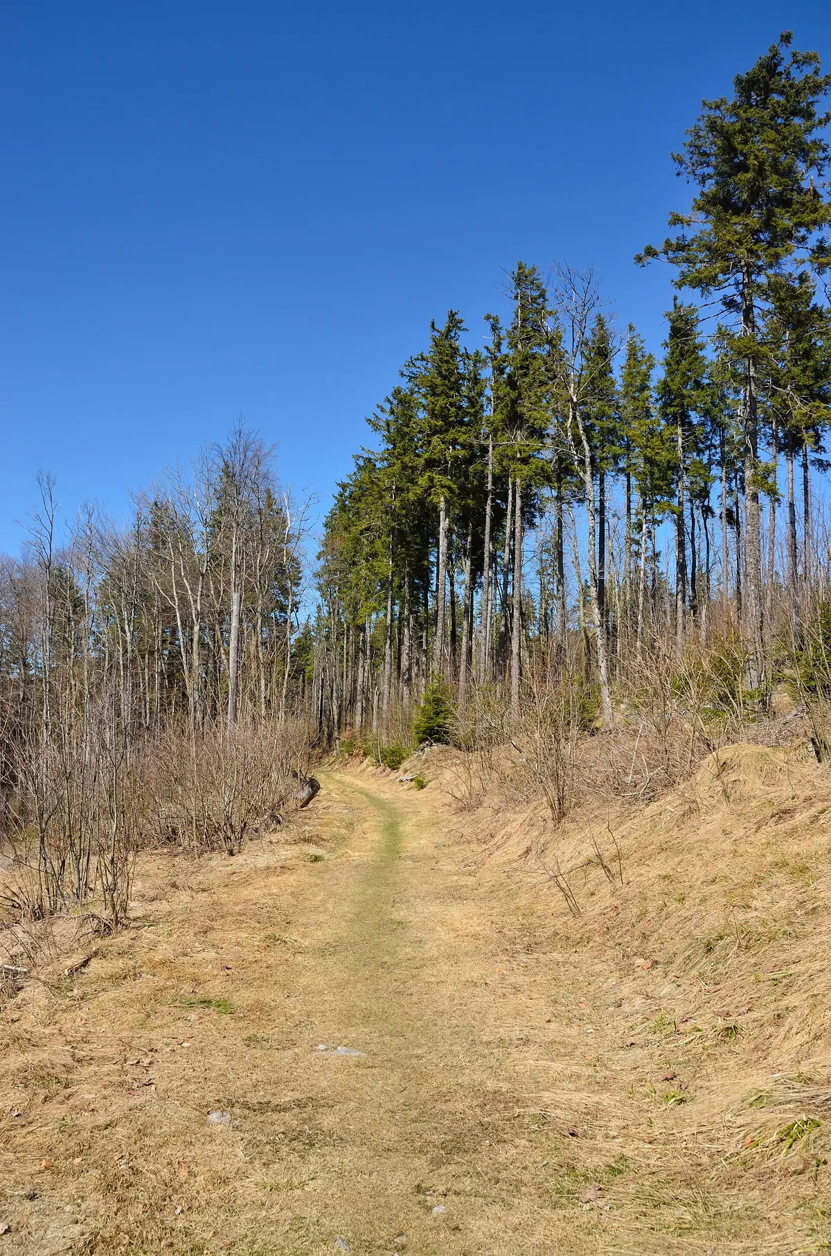 Near Le Champ du Feu – Aufnahme in der Umgebung von Le Champ du Feu