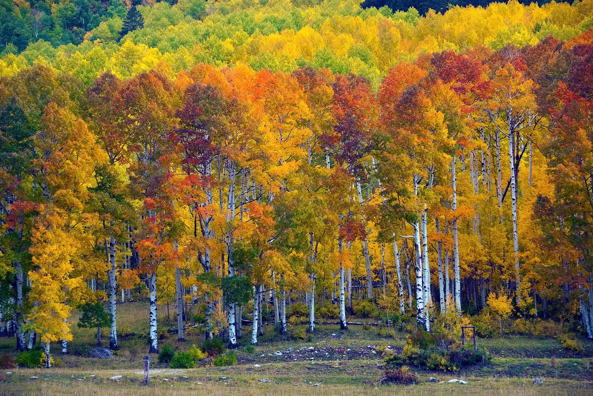 Aspens at Sunset, Purgatory – Aufnahme in der Umgebung von Purgatory Resort