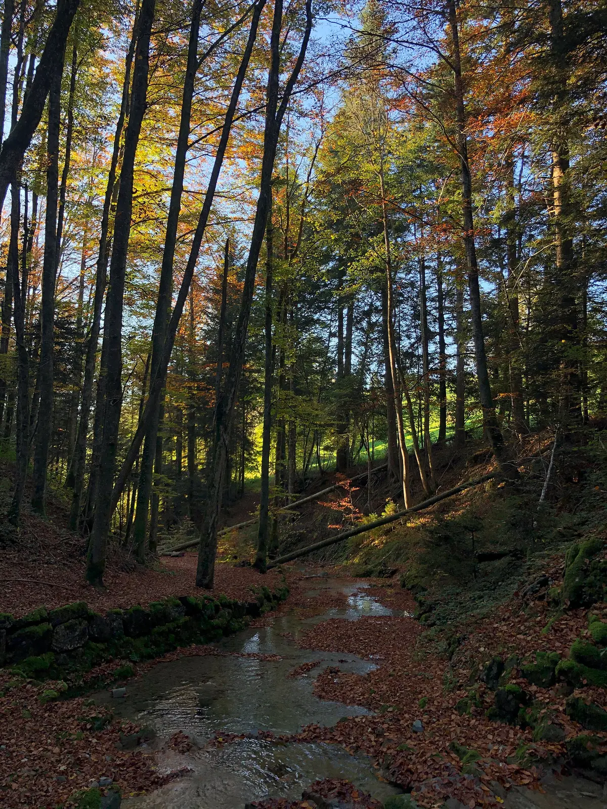 Wald ZH – Aufnahme in der Umgebung von Skilift Oberholz-Farner