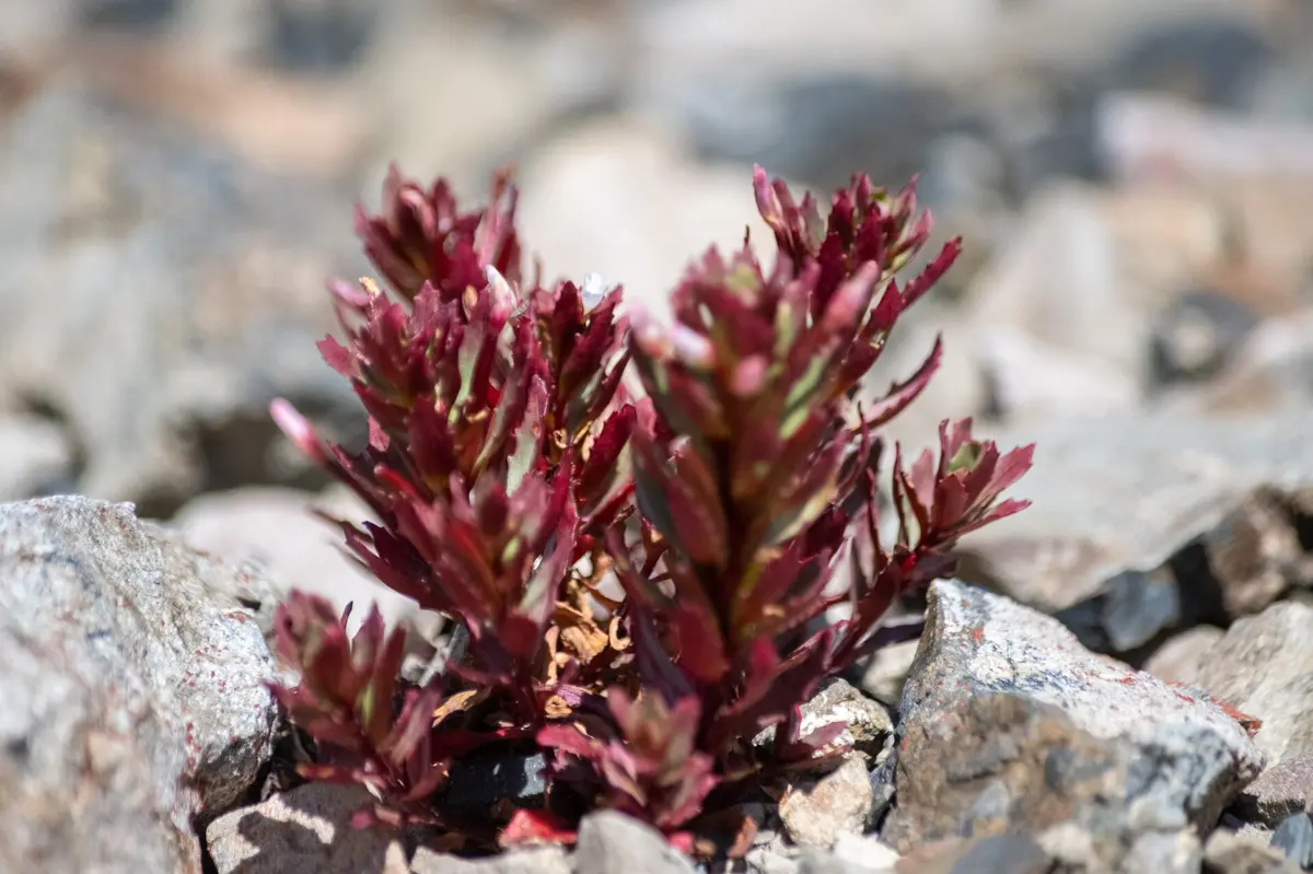 Epilobium pycnostachyum - Richard Littauer - 465109248 – Aufnahme in der Umgebung von Rainbow Ski Area
